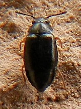 Coleottero  Staphylinidae da id.